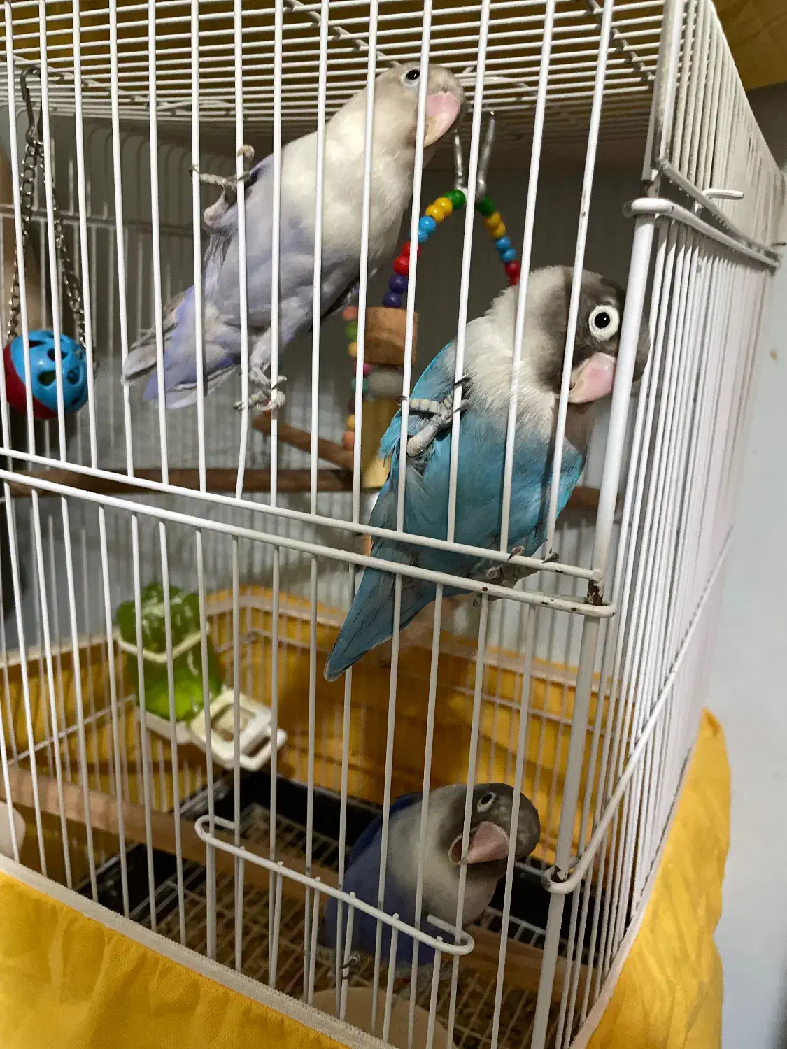 طوطی برزیلی فیشر|پرنده|شهریار, شهریار|دیوار