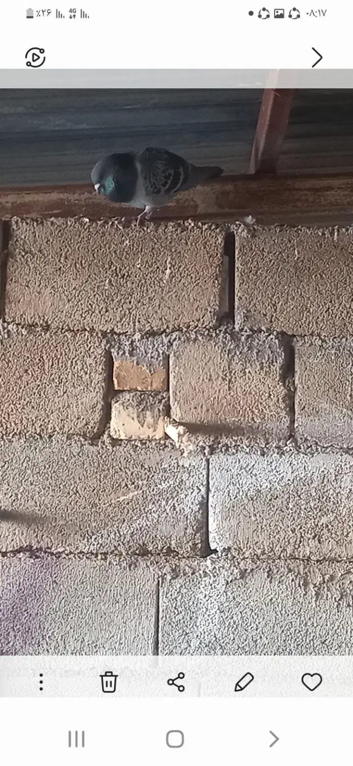 کبوتر پلاکی|پرنده|چگنی, |دیوار