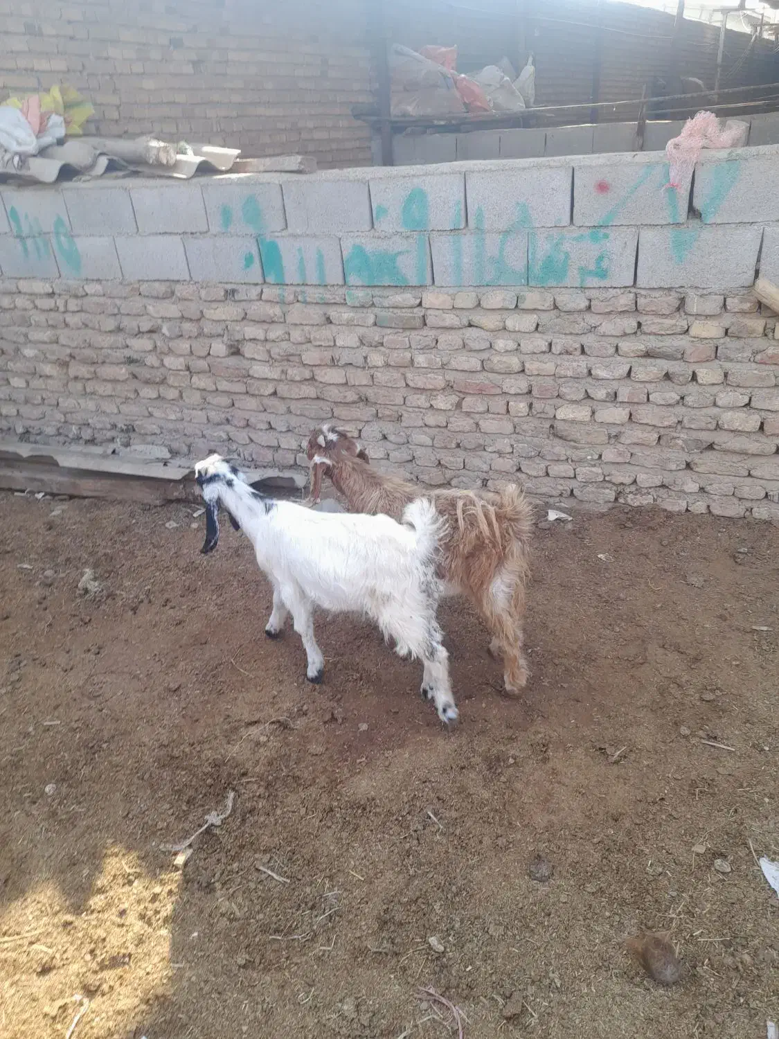 بزغاله های بسیار سالم خوراک خور|حیوانات مزرعه|گنبد کاووس, |دیوار