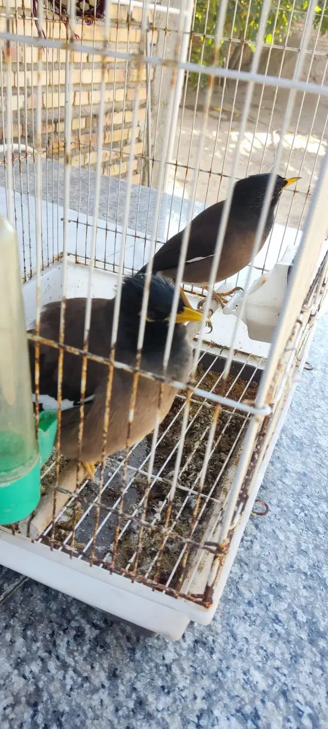 مرغ مینا سخنگو|پرنده|آزادشهر, |دیوار