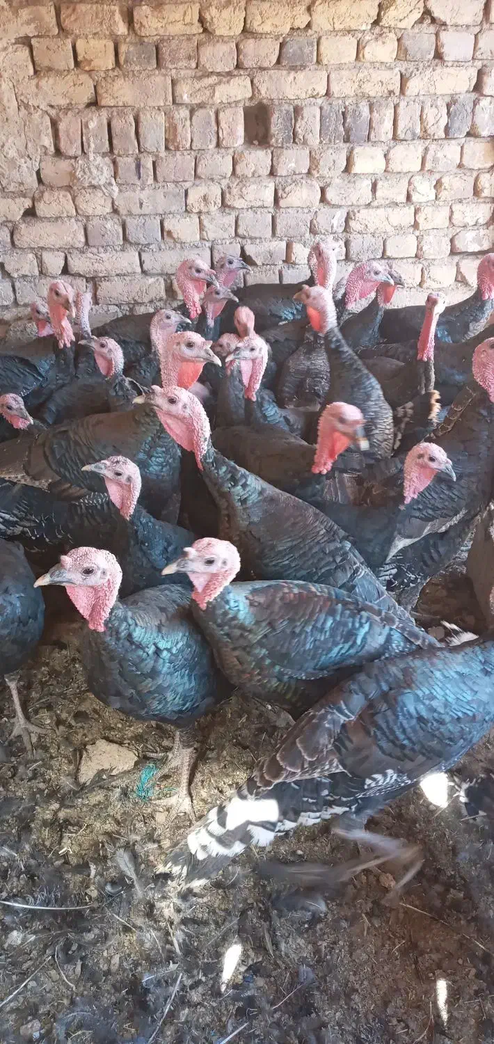 بوقلمون|حیوانات مزرعه|تاکستان, |دیوار