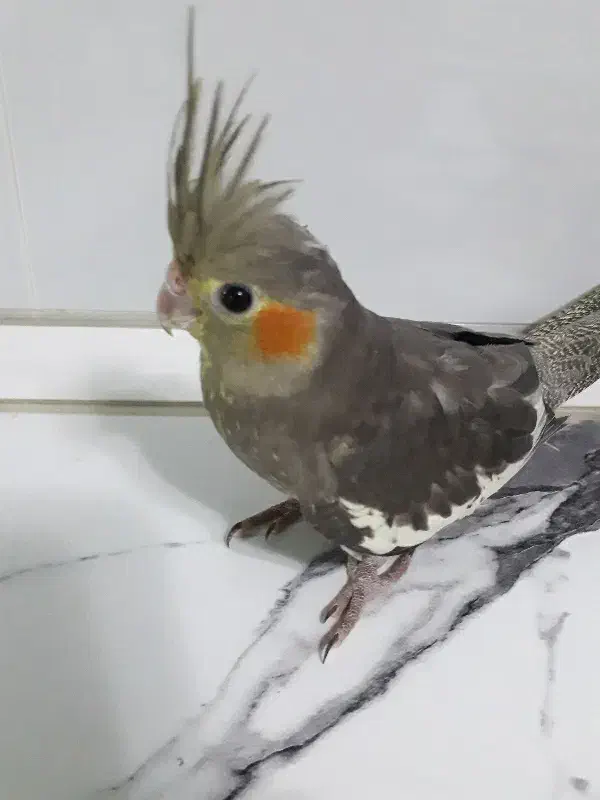 جوجه عروس هلندی ۸ماه تن نخورده|پرنده|تهران, بهارستان|دیوار