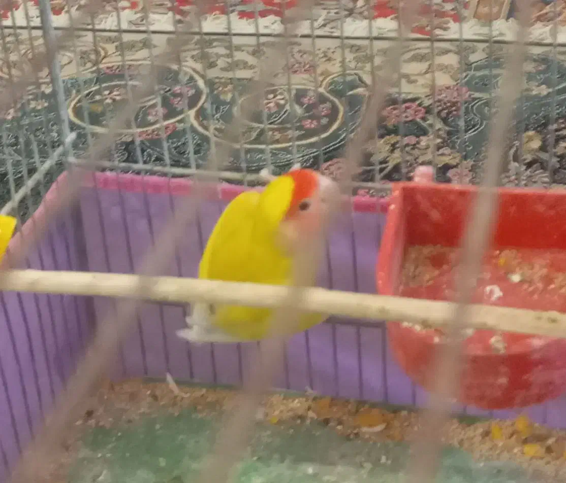 جفت کتوله دم تخم|پرنده|سیرجان, |دیوار