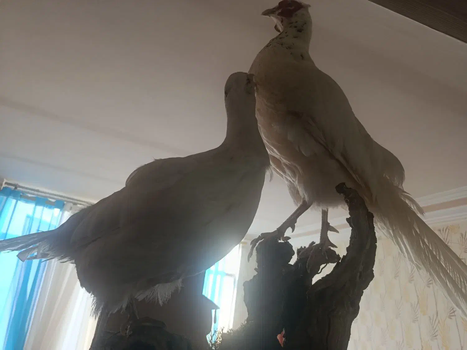 مجسمه پرنده زیبا|صنایع دستی و سایر لوازم تزئینی|مشهد, ایثارگران|دیوار