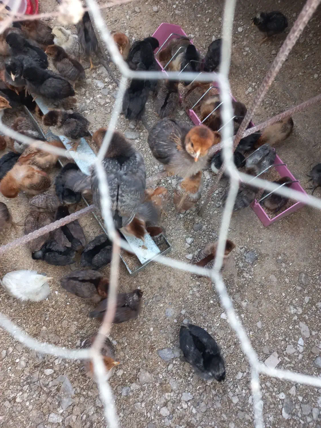 تخفیف ویژه اردک و جوجه محلی|حیوانات مزرعه|برازجان, |دیوار