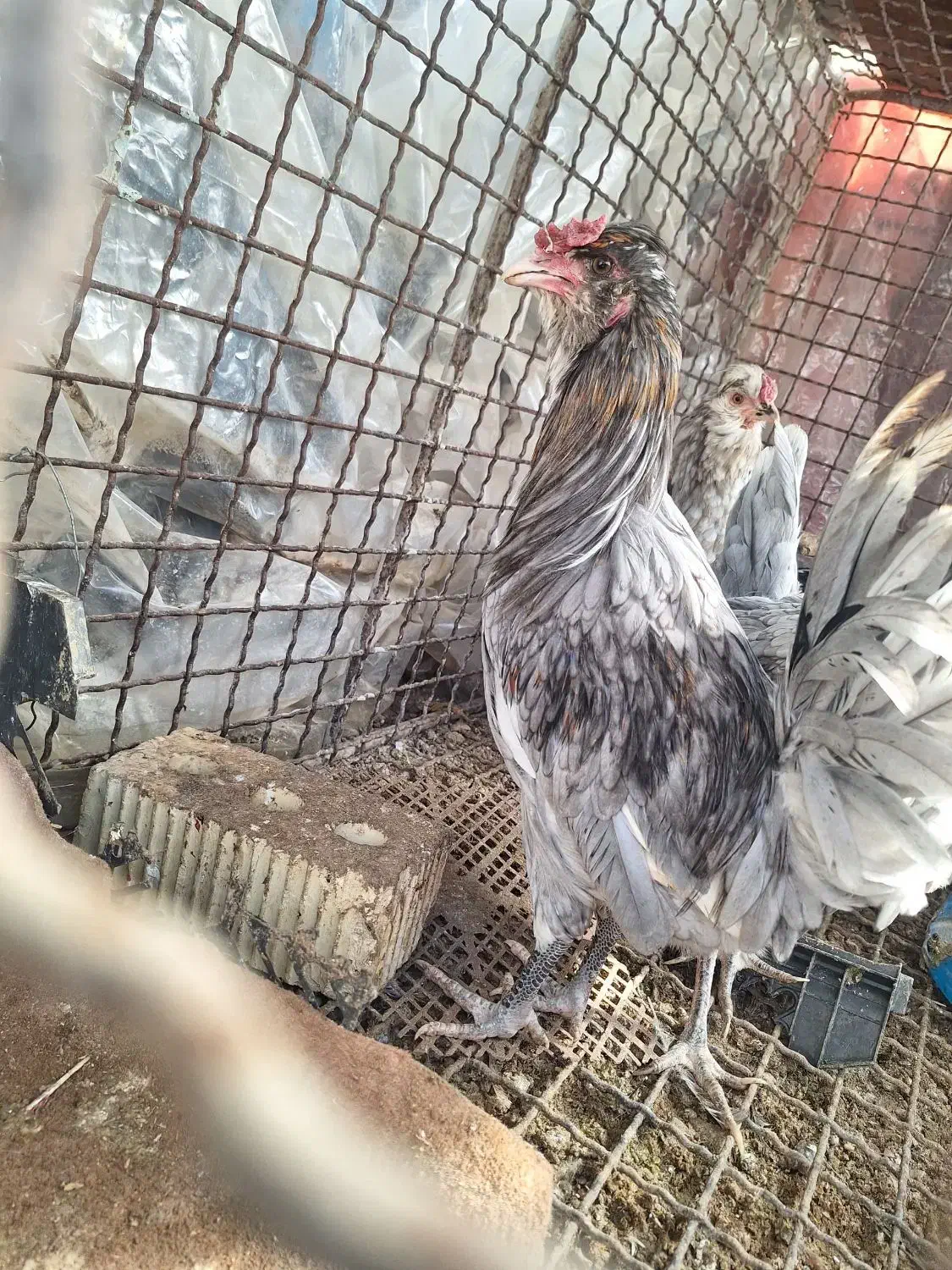 خروس گلین طوسی بقلمون نر و ماده|حیوانات مزرعه|شیراز, رکنآباد|دیوار