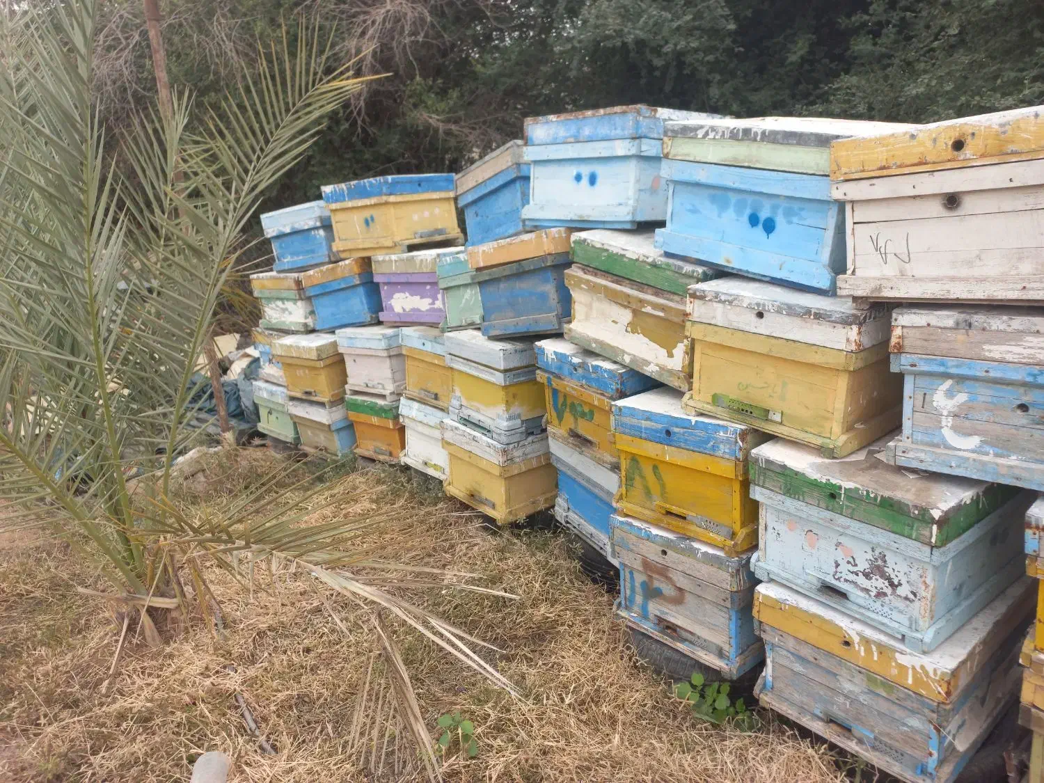 کندو و قاب|لوازم جانبی حیوانات|بهبهان, |دیوار