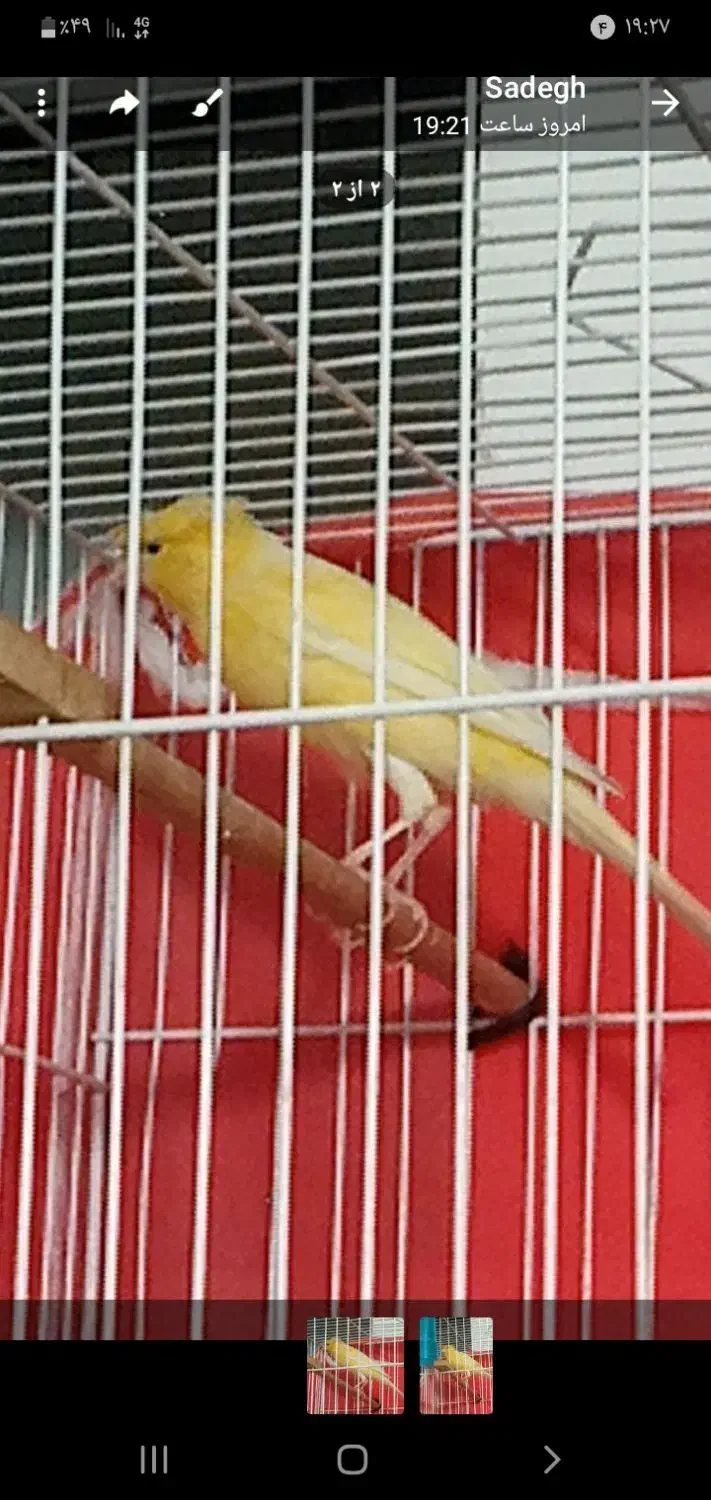 قناری کاکلی پرتقالی|پرنده|مشهد, شهید معقول|دیوار