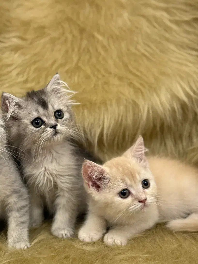 گربه بریتیش|گربه|تبریز, |دیوار