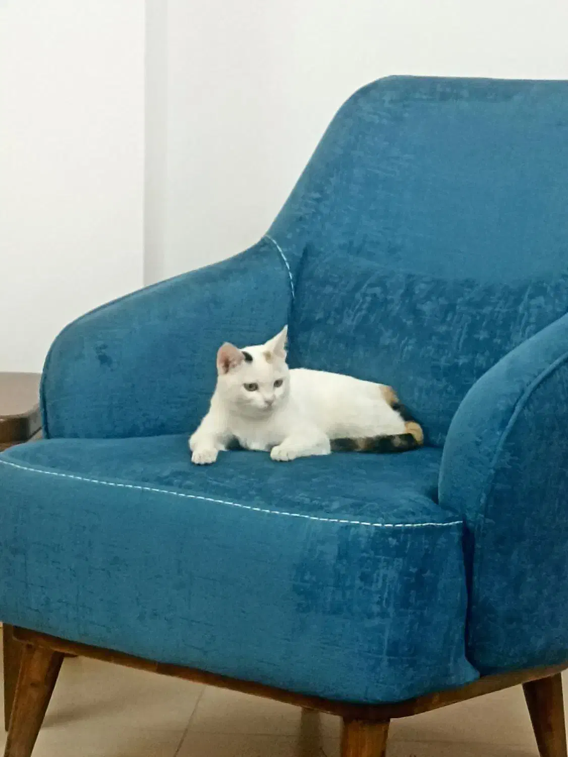 واگذاری گربه|گربه|زنجان, |دیوار