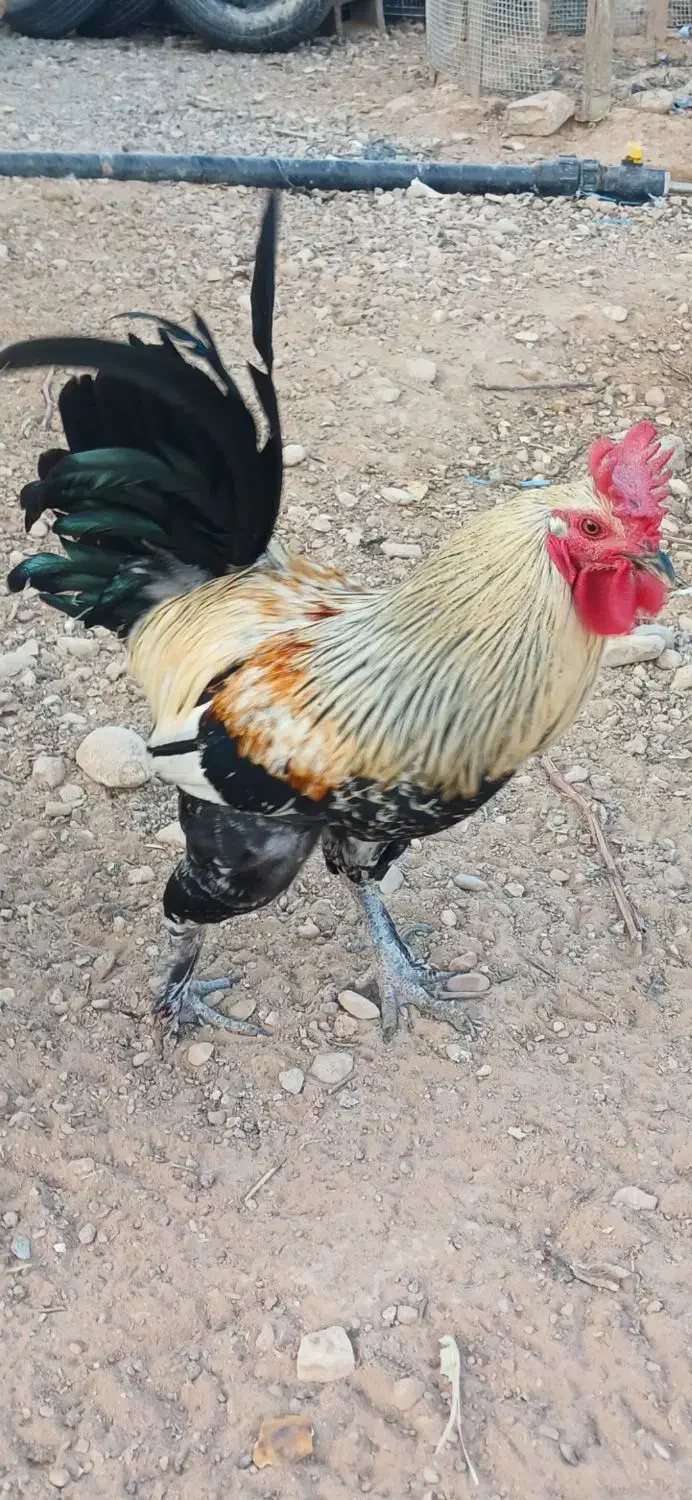 خروس محلی اصل و مرغ کرچ|حیوانات مزرعه|شیراز, شهرک گلستان|دیوار