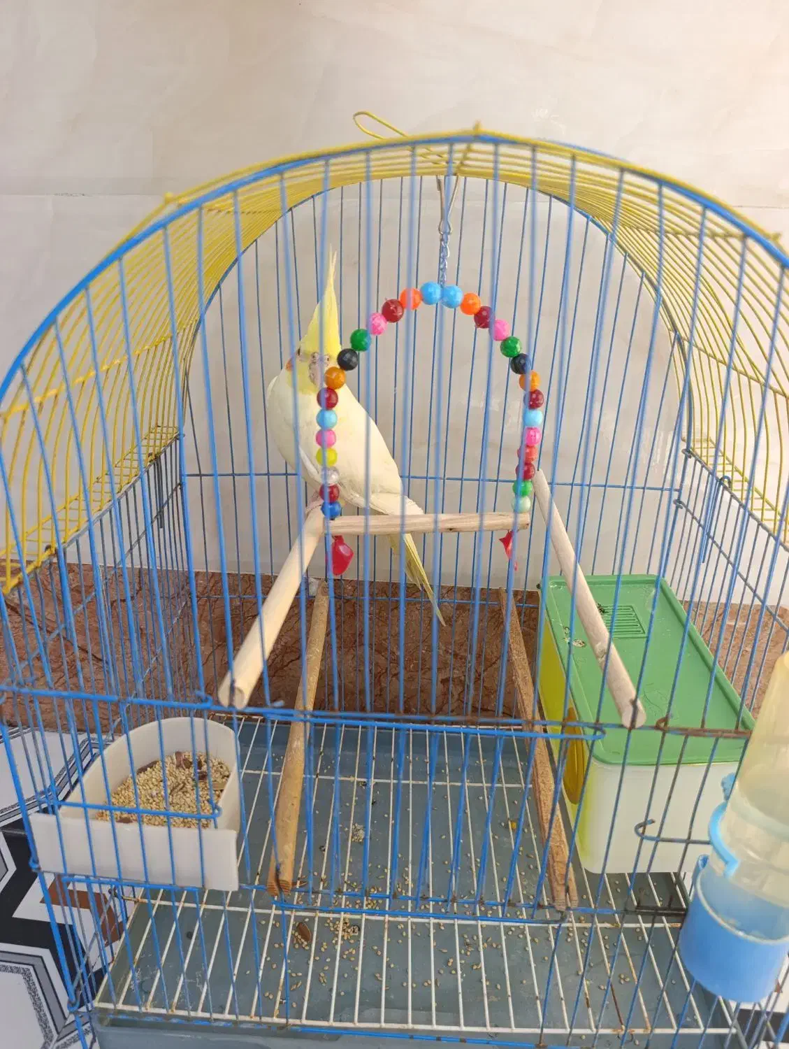 عروس هولندی دستی|پرنده|شادگان, |دیوار