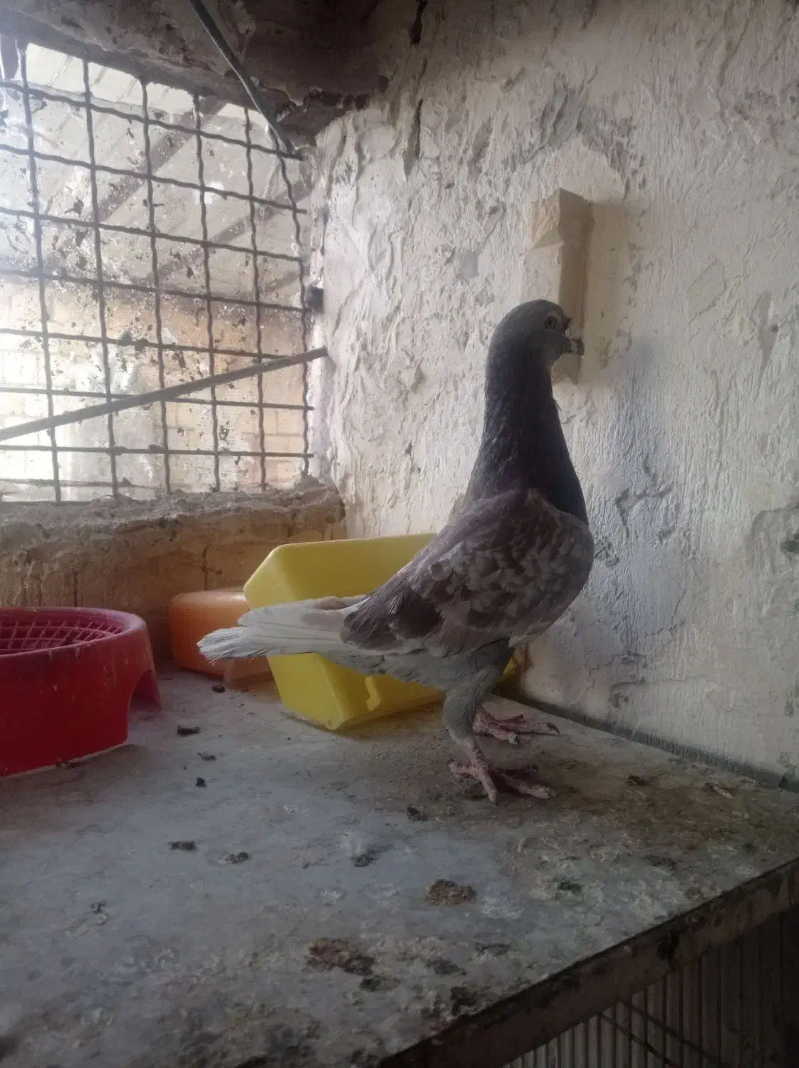 کبوتر پلاکی|پرنده|طرقبه, |دیوار