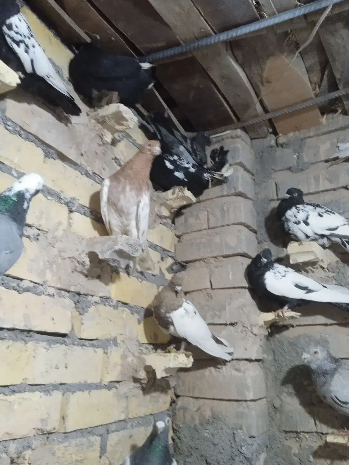 کفتر بوم رنگه المانی جفت گاه پرشی|پرنده|قلندر آباد, |دیوار