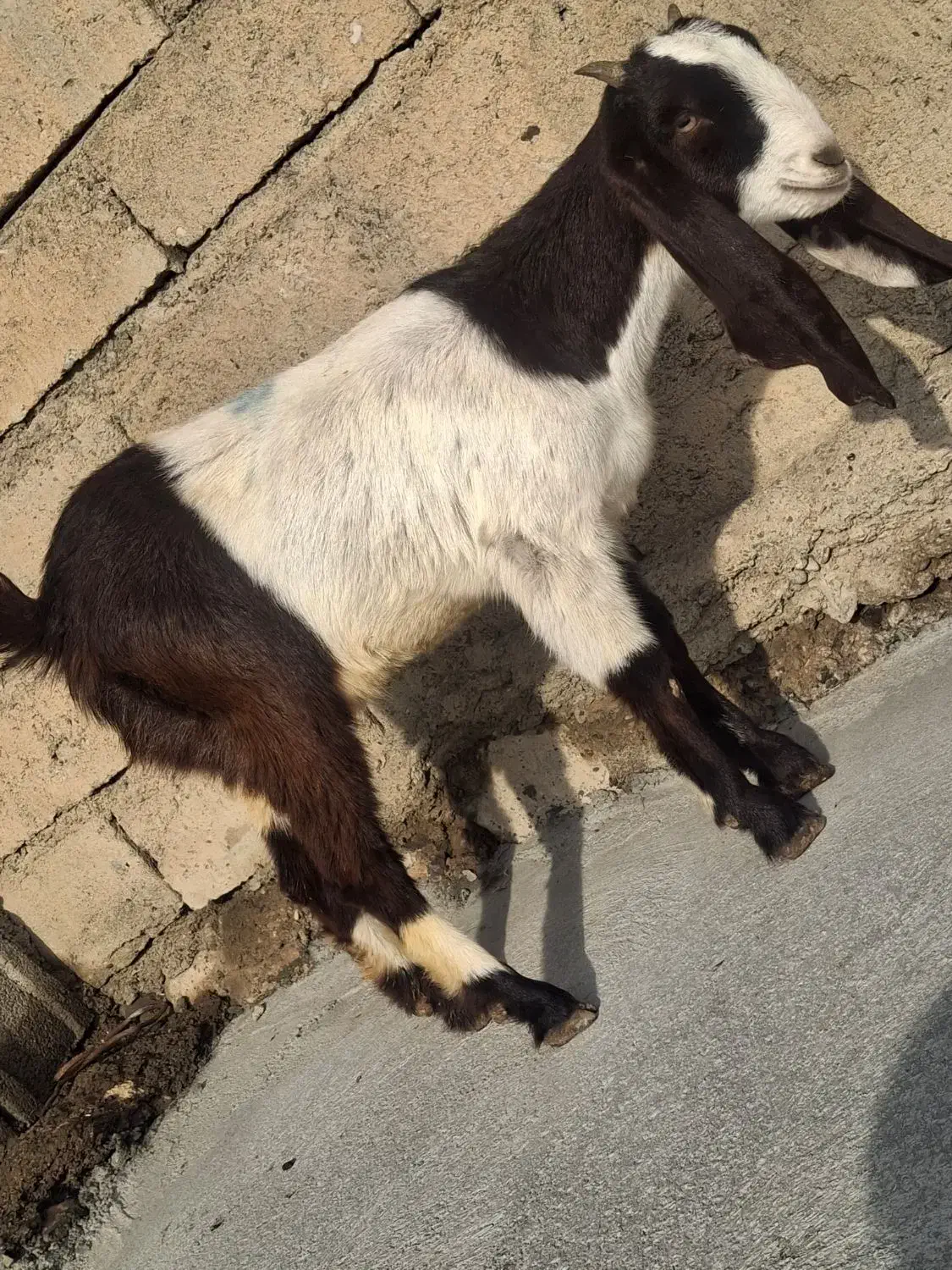 عربی گلابی اصل|حیوانات مزرعه|بیستون, |دیوار