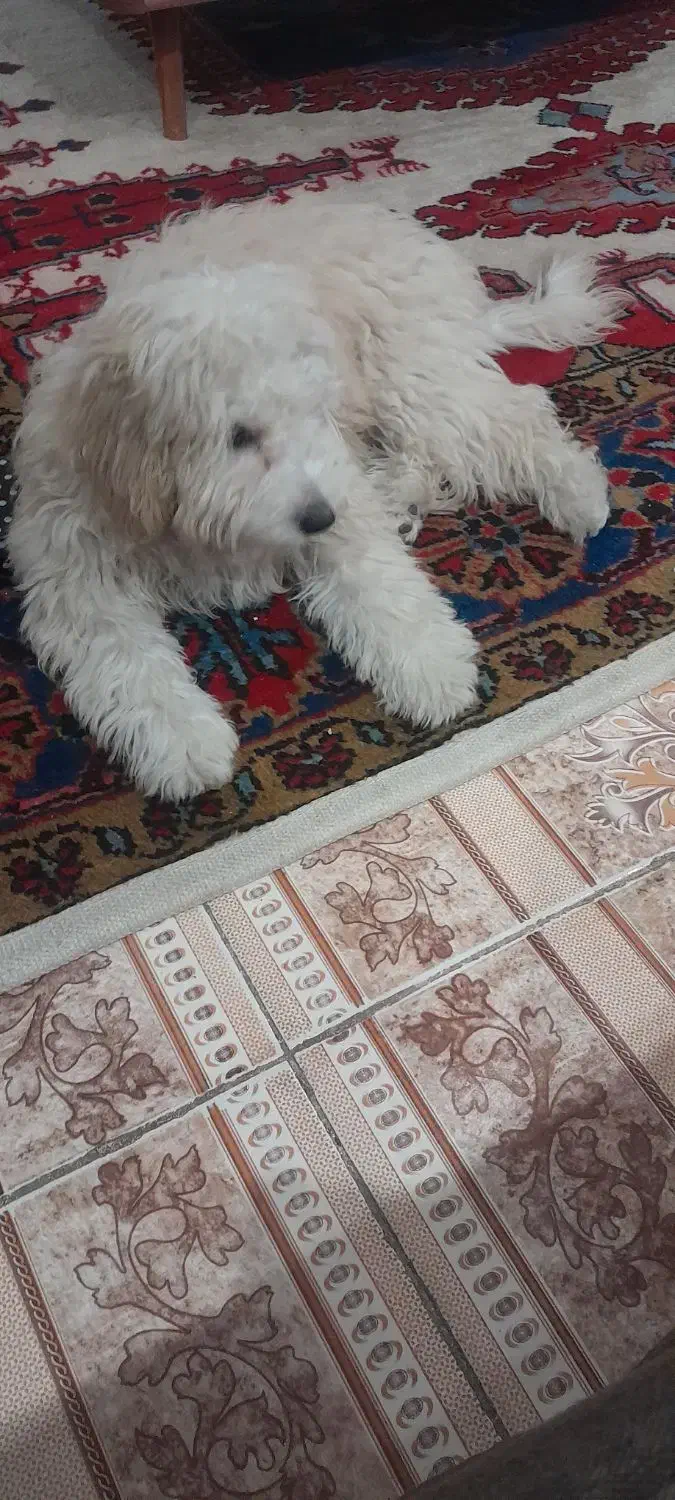 نژاد شیتزو تریر ماده|سگ|کرج, کرج نو|دیوار