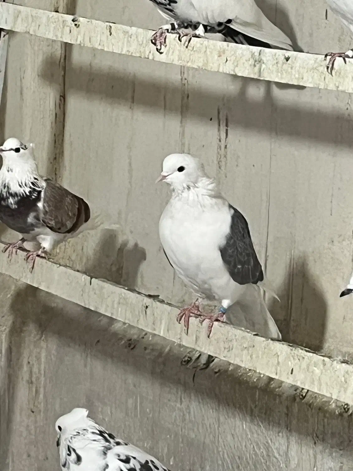 کبوتر ماده پشدار کاکلی|پرنده|کرج, حصارک بالا|دیوار