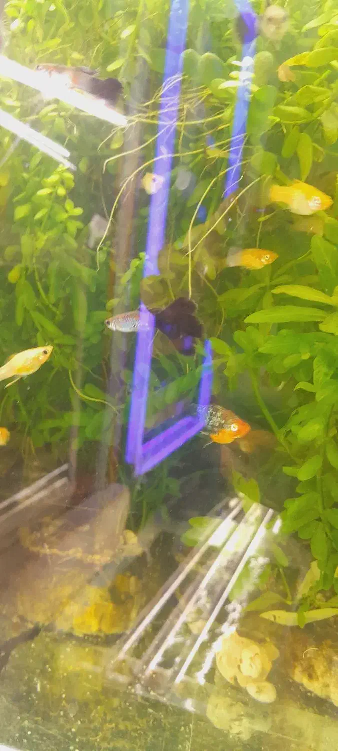 انواع ماهی گیاه خوار|ماهی|اردبیل, |دیوار