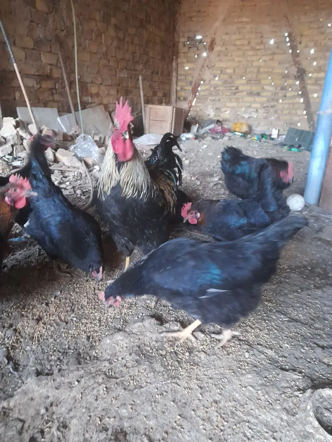 خروس محلی جوان|حیوانات مزرعه|الوند, |دیوار