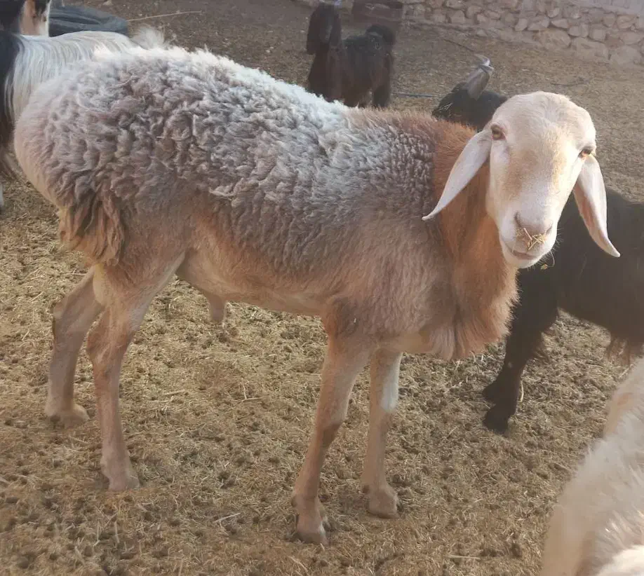 فروش قوچ چینی|حیوانات مزرعه|خفر, |دیوار