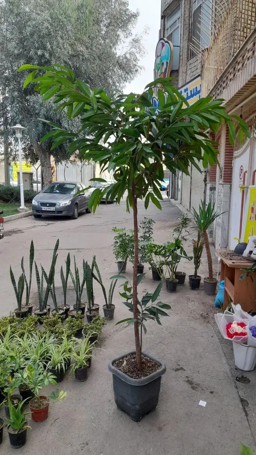 گل طبیعی|گل و گیاه طبیعی|قم, شاه ابراهیم|دیوار