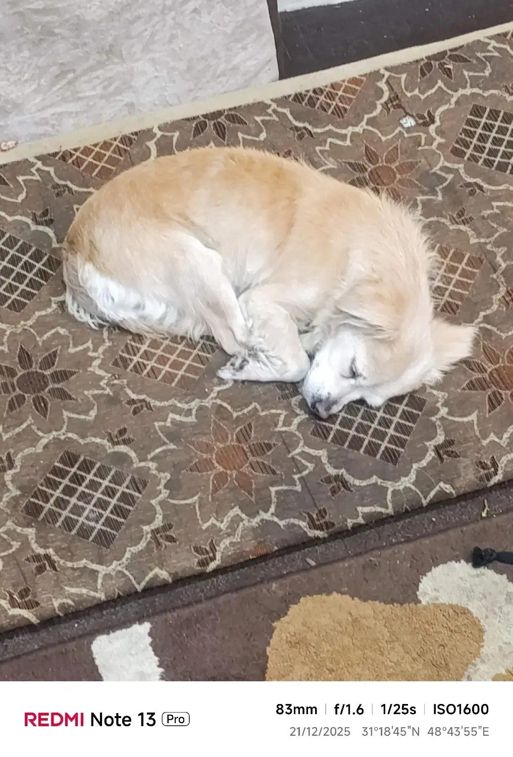 گم شدن سگ|حیوانات|اهواز, کوی رمضان|دیوار