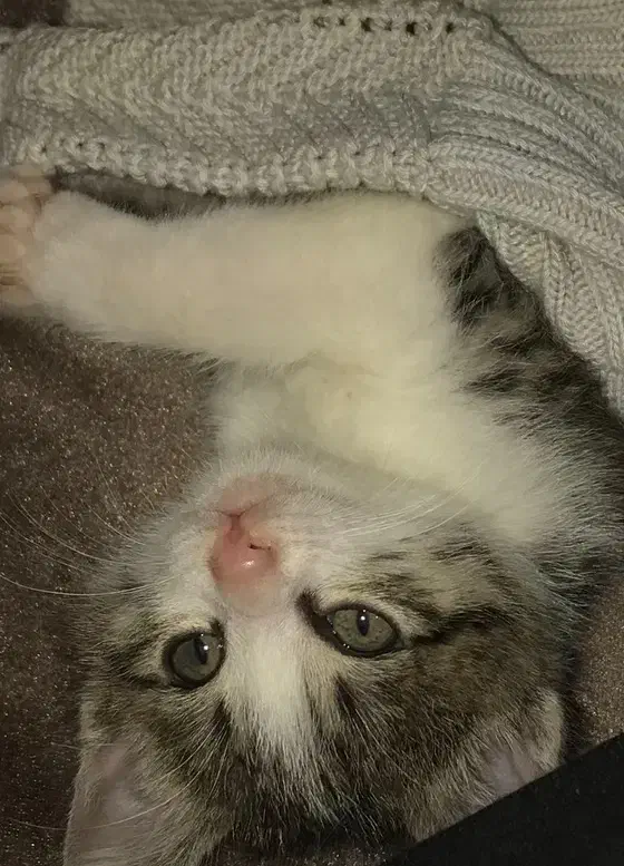 گربه خنگول|گربه|گرگان, |دیوار