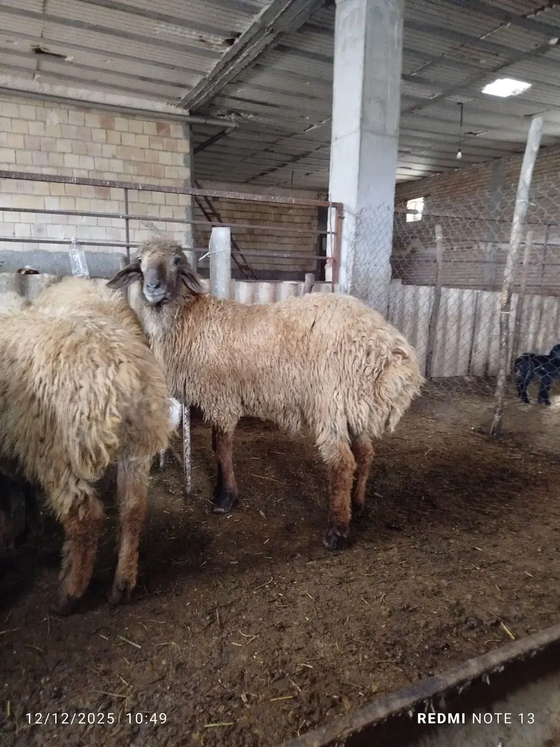 بره قوچ|حیوانات مزرعه|گرمادوز, |دیوار