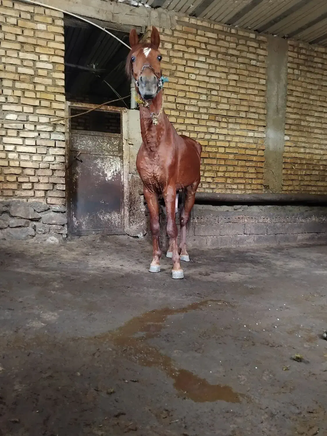 اسب|اسب و تجهیزات اسب‌سواری|سنندج, |دیوار