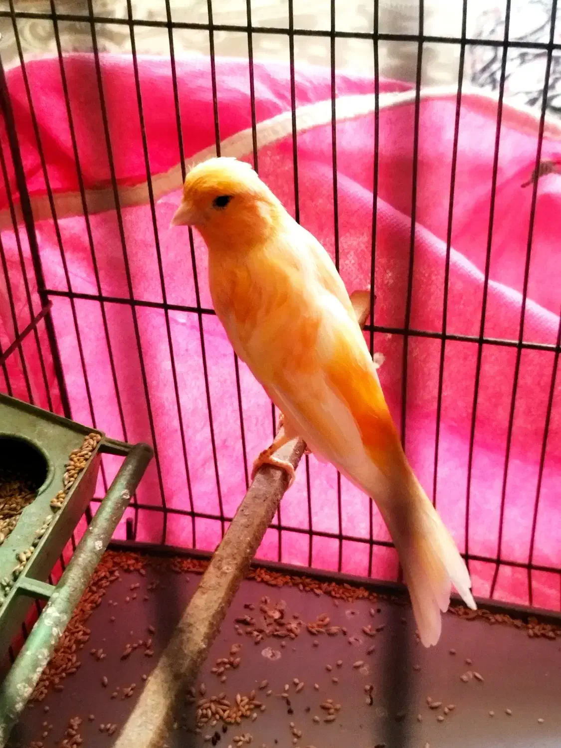 قناری نر|پرنده|کرمان, |دیوار