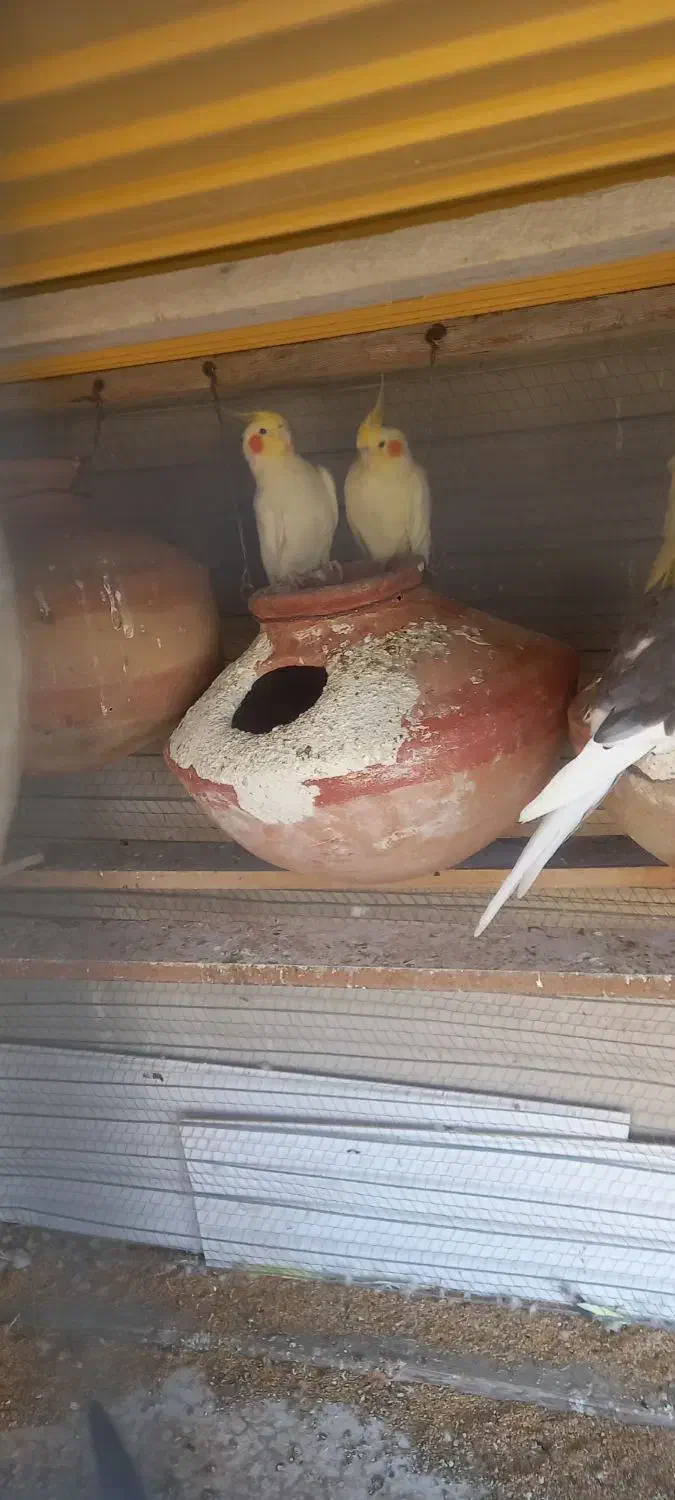 عروس هلندی لوتینو|پرنده|چابهار, |دیوار