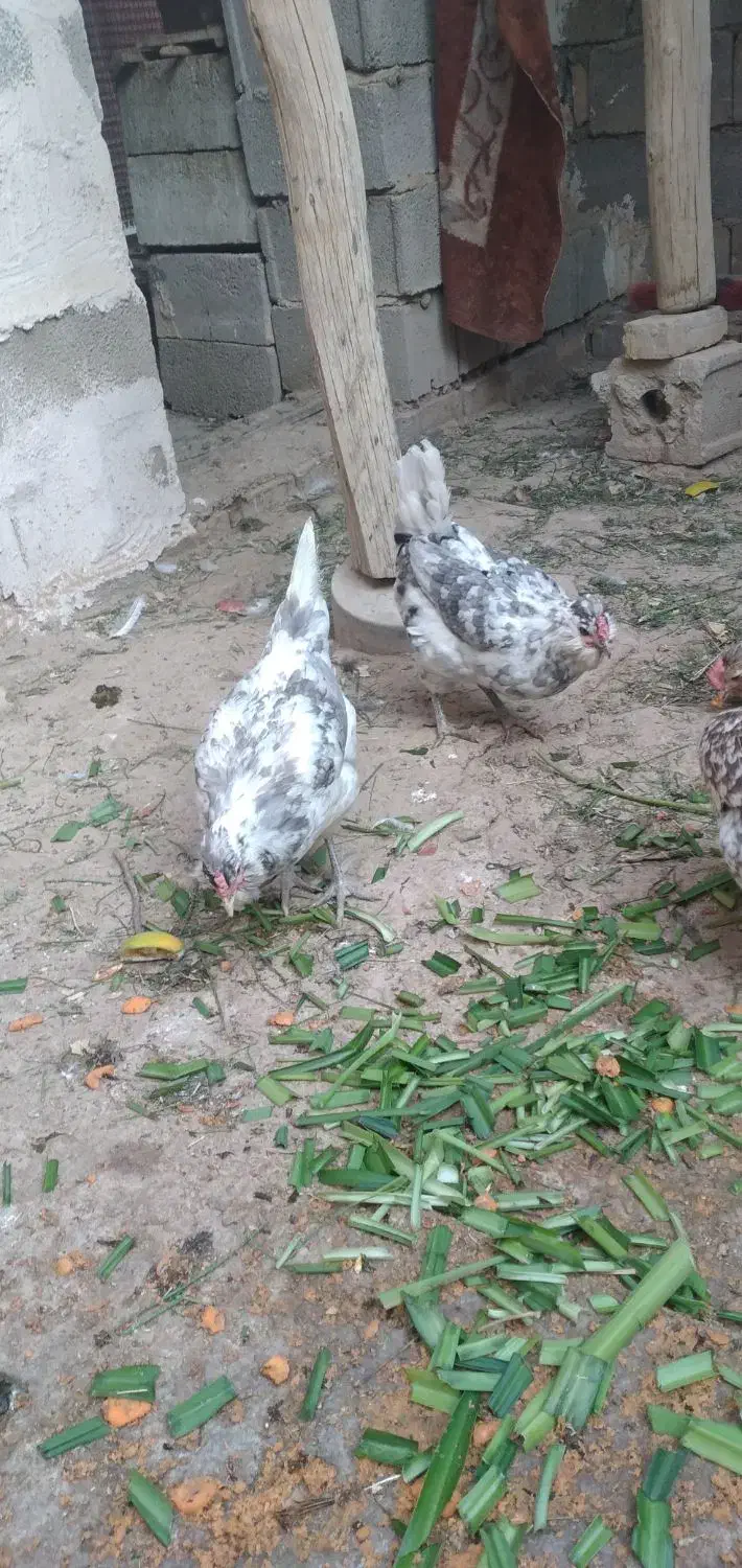 تخم اصیل پرخال|حیوانات مزرعه|خمینیشهر, |دیوار