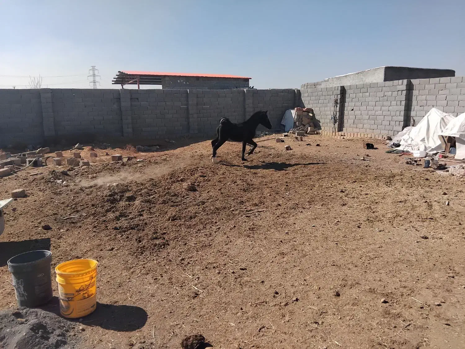 اسب نریون یکسال و نیمه|اسب و تجهیزات اسب‌سواری|مبارکه, |دیوار