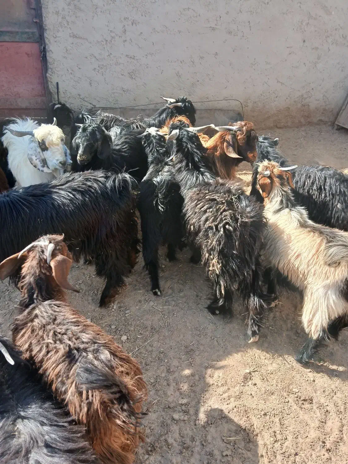 کهره جوان چاق|حیوانات مزرعه|تیمور آباد, |دیوار