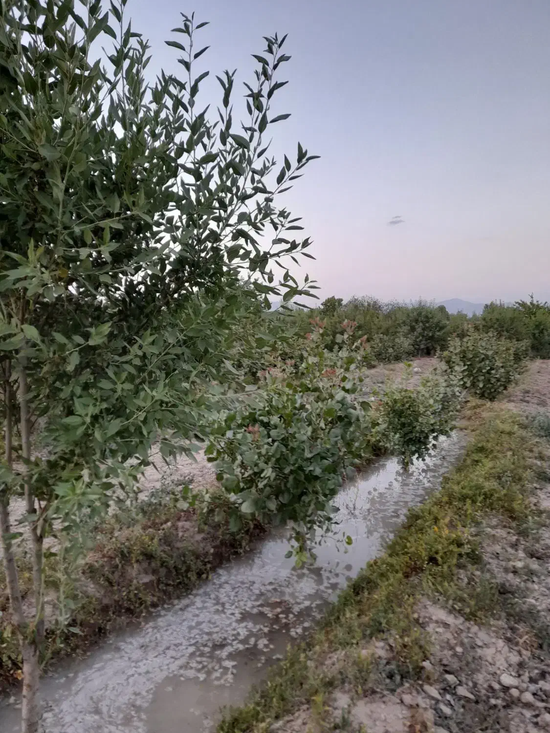 چندین قطعه زمین با امکانات برق|مشارکت در ساخت املاک|یامچی, |دیوار