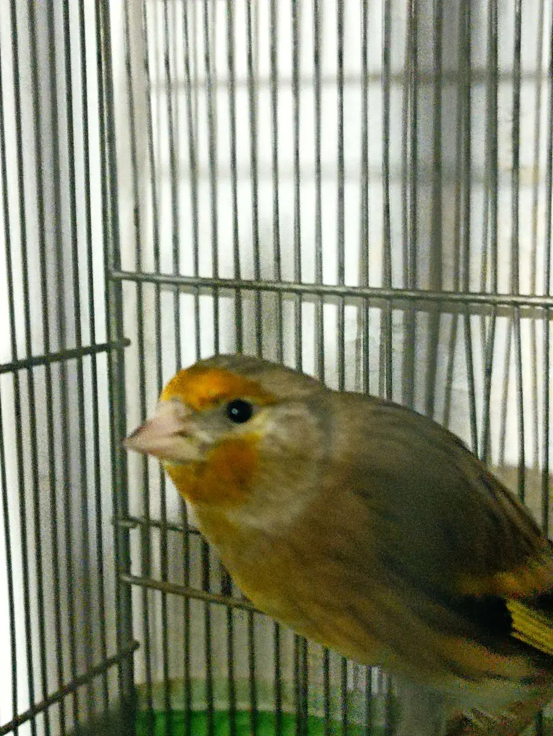 سهره قناره نرخوش رنگ|پرنده|کرمانشاه, |دیوار