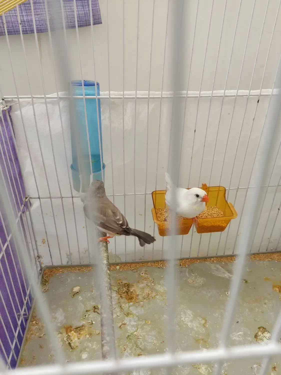 پرنده|پرنده|مریوان, |دیوار