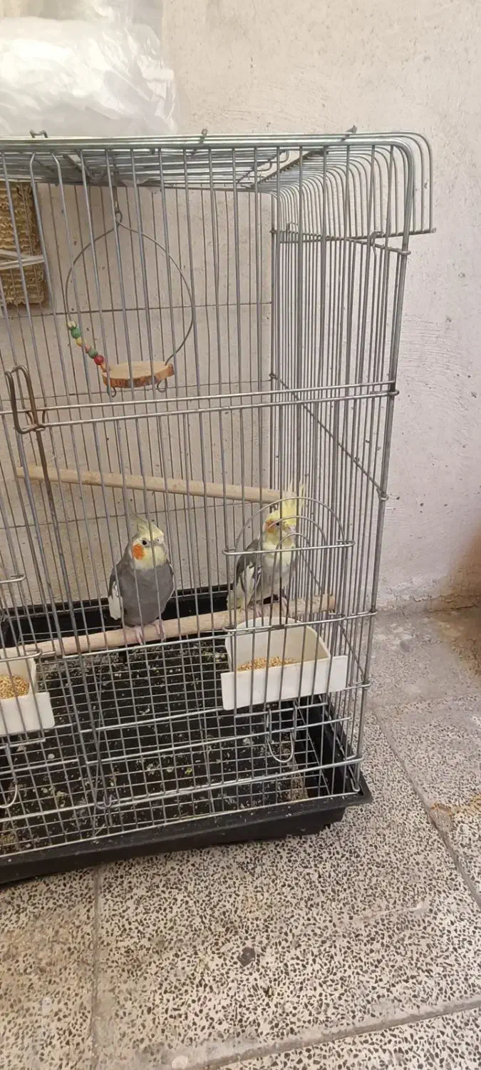 عروس هلندی جفت|پرنده|پاکدشت, پاکدشت (مامازند)|دیوار