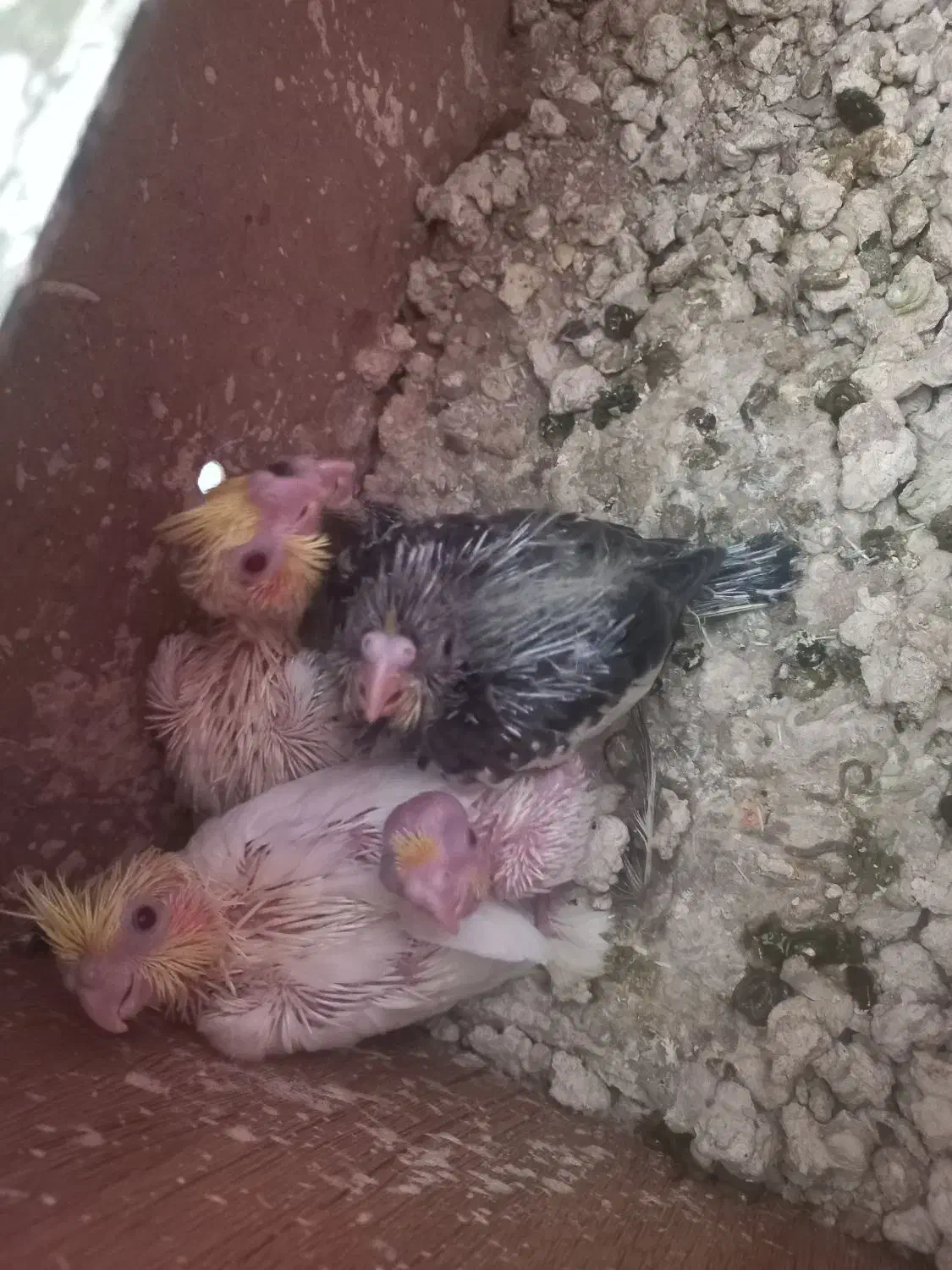 مینا و جوجه عروس هلندی|پرنده|یزد, |دیوار