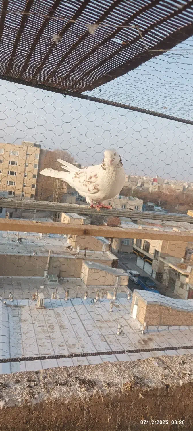 کبوتر پرشی|پرنده|ابهر, |دیوار