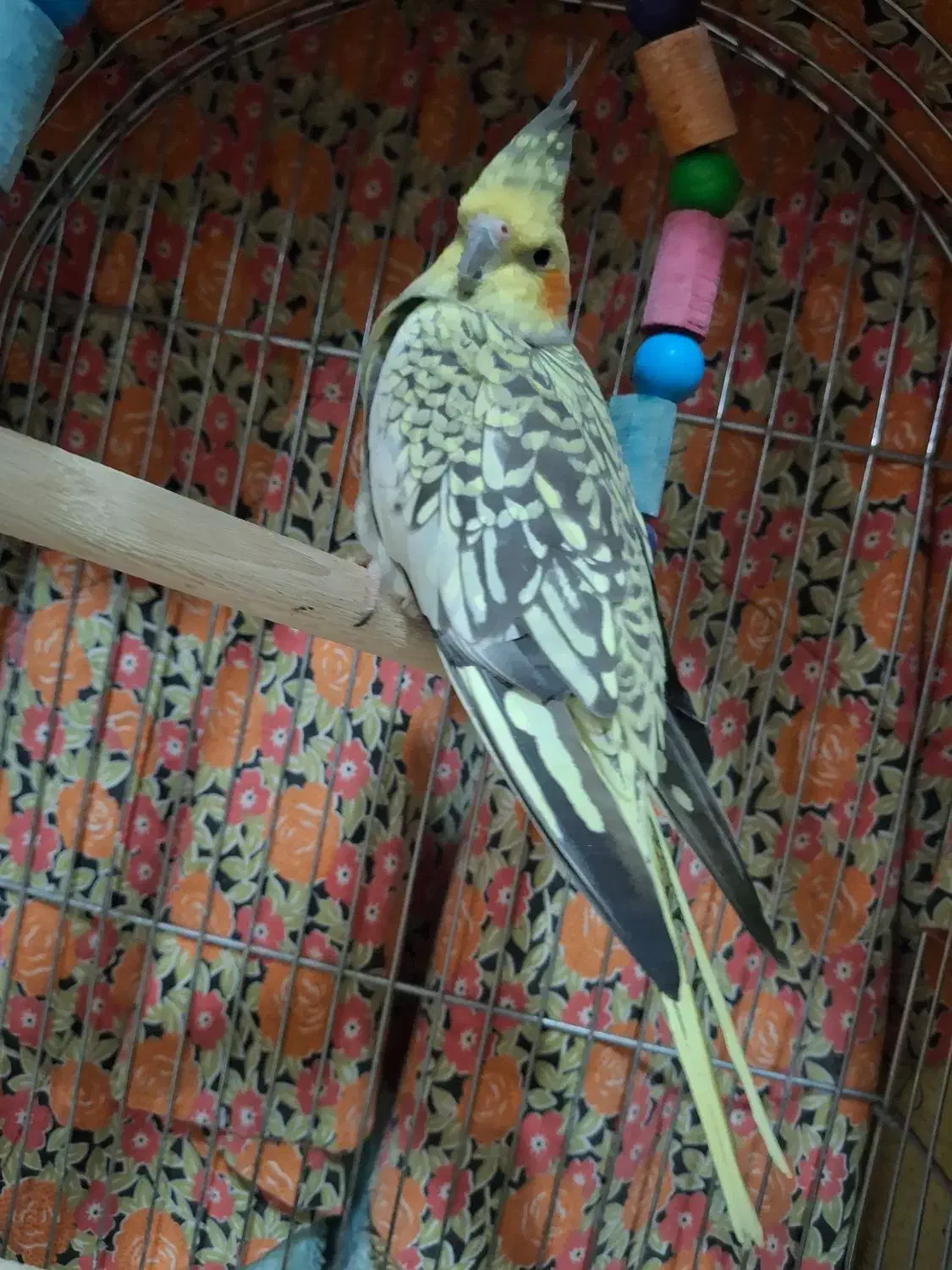 عروس هلندی گلباقالی|پرنده|شاهدشهر, |دیوار