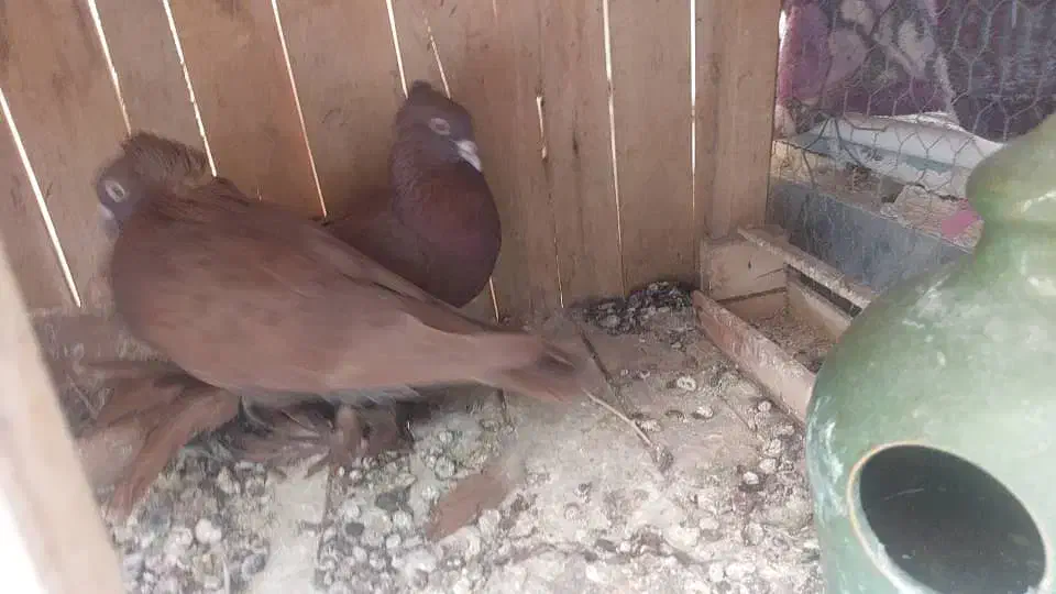 کفتر راعبی یا رواعب|پرنده|قم, قم نو|دیوار