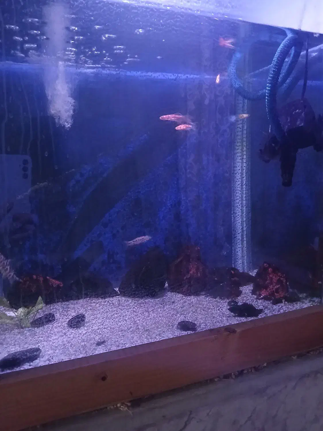 اکواریوم زیبا|ماهی|قم, باغ کرباسی|دیوار