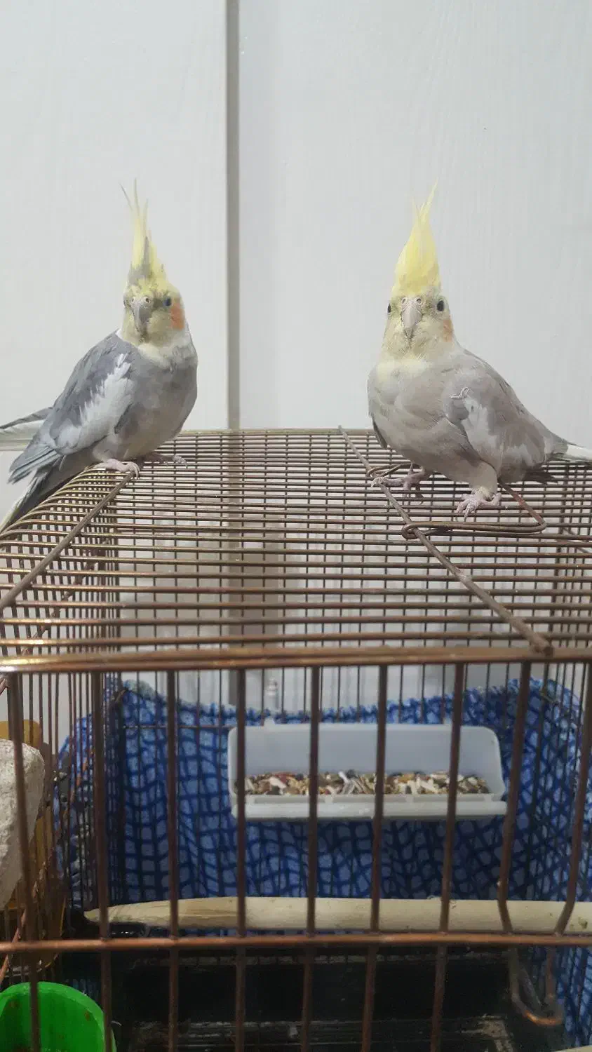 معاوضه دو جفت جفت عروس|پرنده|تهران, گرگان|دیوار