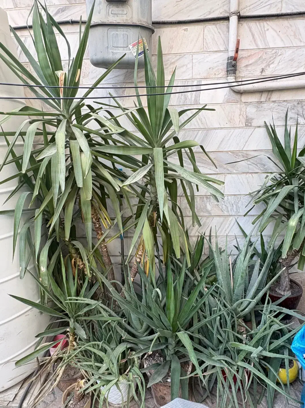 فروش گل و گیاه|گل و گیاه طبیعی|تهران, خرمشهر|دیوار