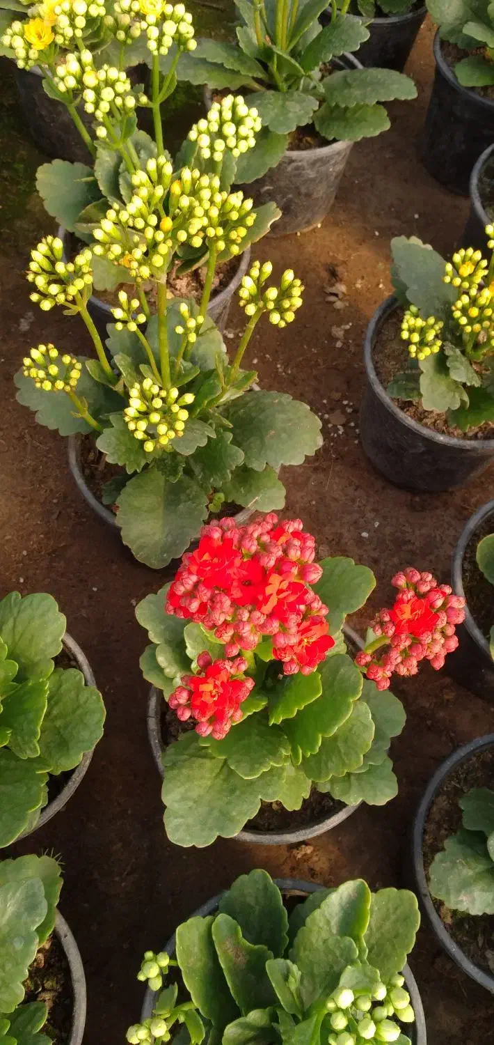 گل کالانکوا|گل و گیاه طبیعی|آستانه اشرفیه, |دیوار