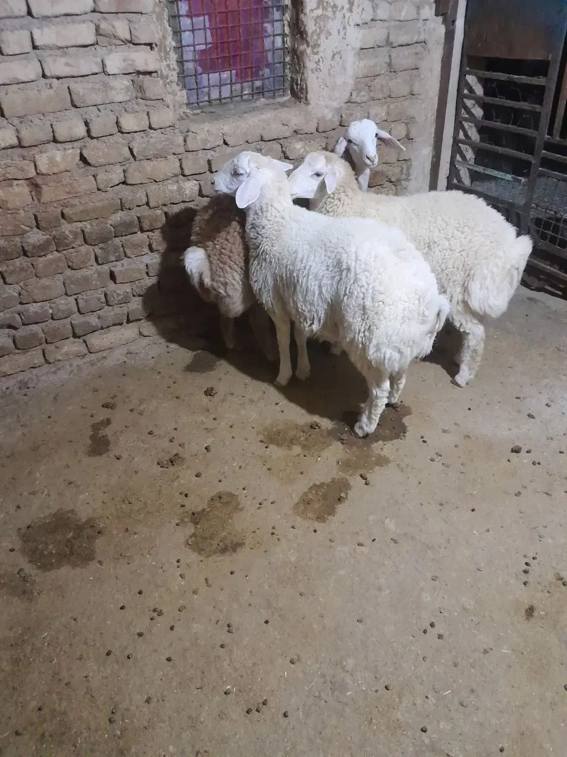 سه راس بره نر مغانی|حیوانات مزرعه|باخزر, |دیوار