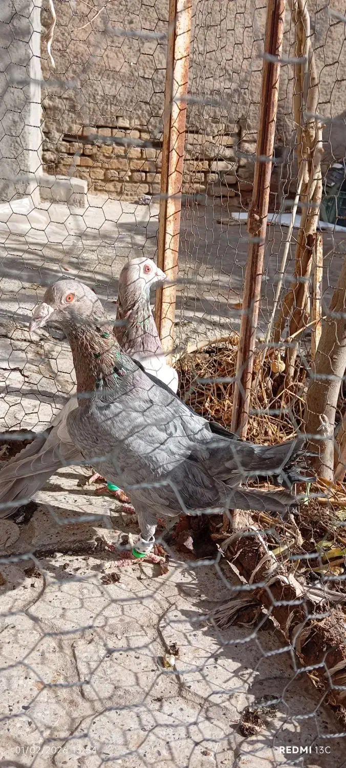 کبوتر سار|پرنده|فاروج, |دیوار