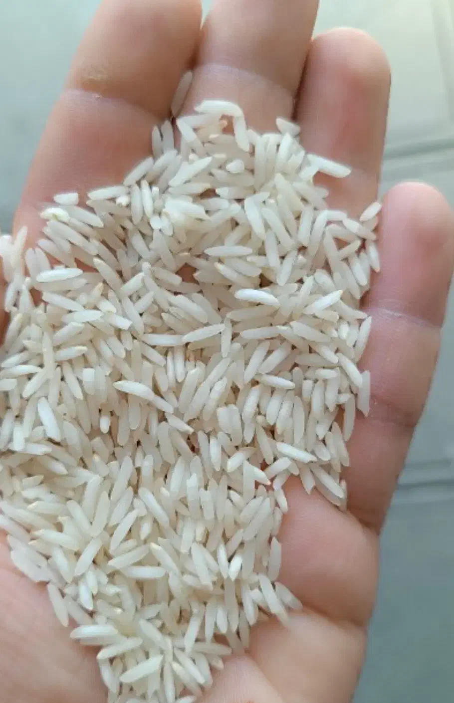 برنج هاشمی و نیم دانه خالص درجه یک|خوردنی و آشامیدنی|رشت, علی آباد|دیوار