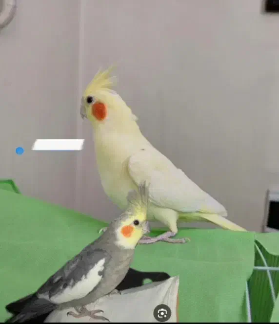 مژدگانی ...|پرنده|ساوه, |دیوار